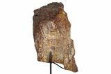 Fossil Sauropod Rib Section w/ Metal Stand - Colorado #304885-1